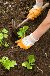 农场种菜图片-农场种菜素材-农场种菜插画-摄图新视界