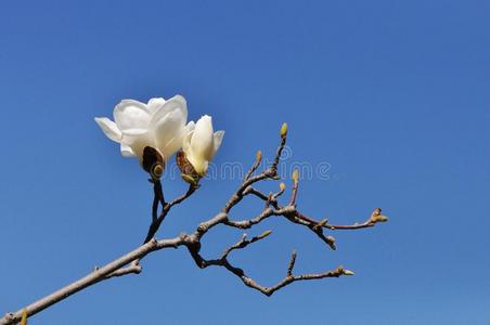 植物区系 花园 明信片 美丽的 纹理 春天 开花