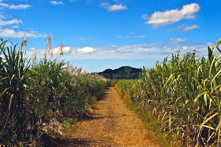 风景 国家 甘蔗 毛里求斯 藤条 季节 系统 收获 云景