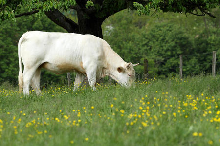 牛在田里吃草