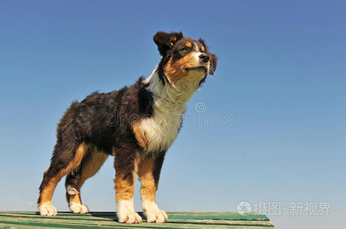 澳大利亚牧羊犬照片 正版商用图片0jgvux 摄图新视界