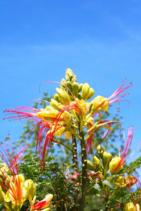 热带刺槐花