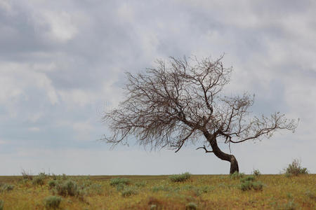 孤独的枯树