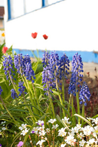 郁金香 自然 园艺 钟声 紫罗兰 花瓣 厨房 花园 美女