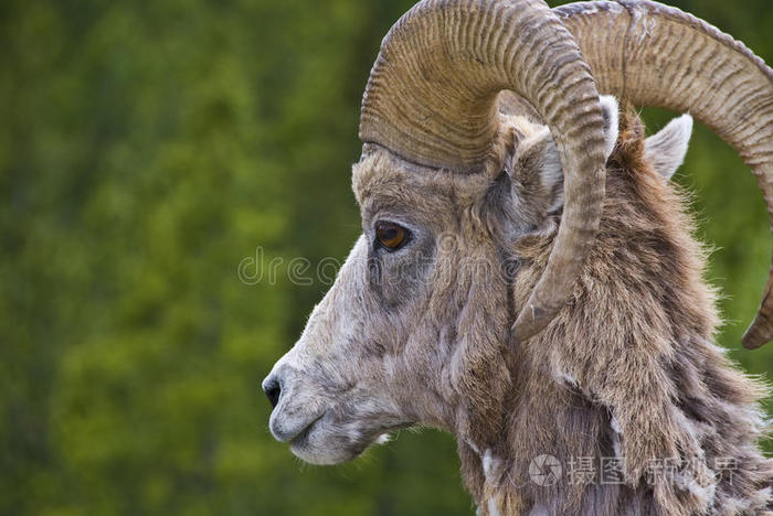 落基山脉的大角羊