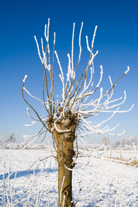 雪冬树