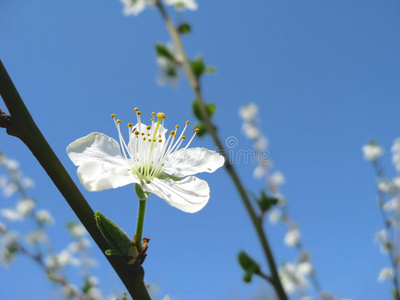 李树春花图片