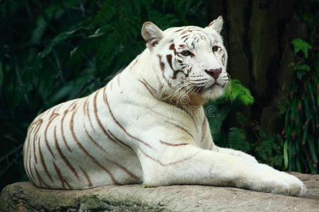 休息的白虎