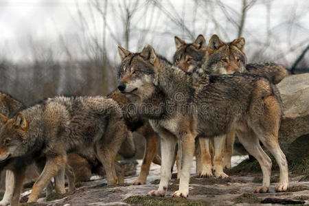 扣扣狼群图片-扣扣狼群素材-扣扣狼群插画-摄图新视界