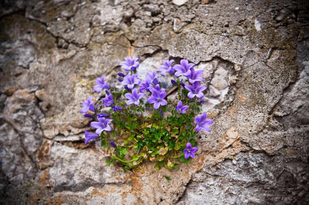 山铃花图片