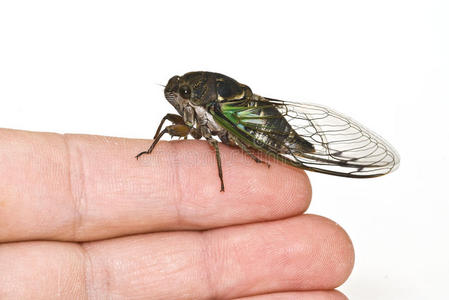 蝉手指特写照片