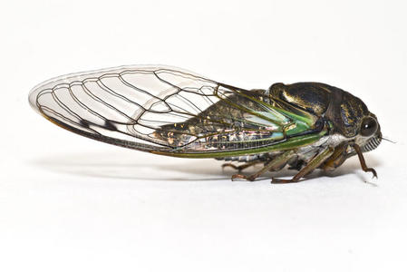 一只白色蝉的特写照片