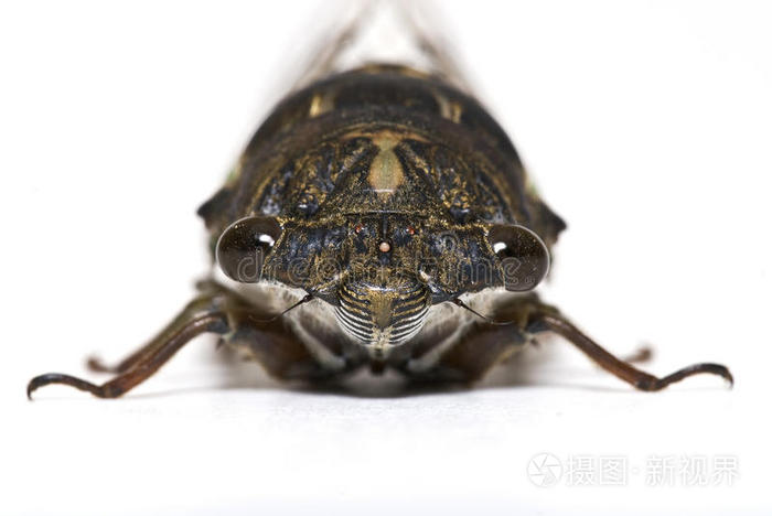 一只白色蝉的特写