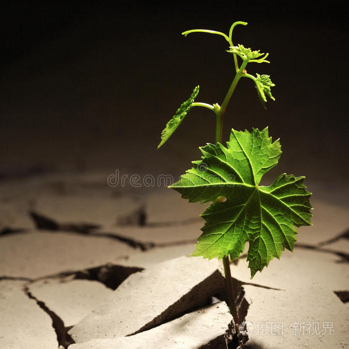 种树者必培根_种树者必培其根_种树者培其根的下一句