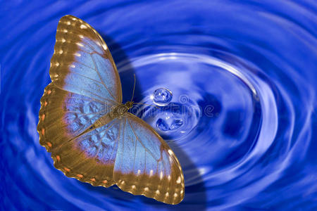 水上蓝蝶