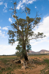 澳大利亚桉树图片