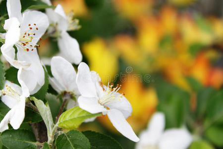 苹果树花