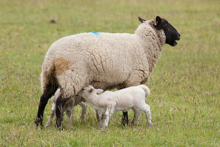 哺乳中的母亲从母羊中哺乳的羔羊照片