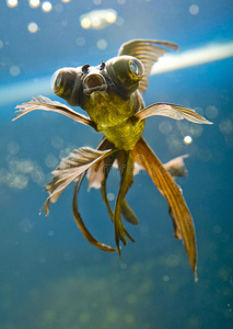 热带水族馆鱼