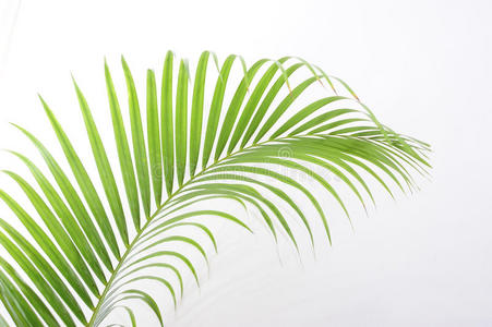 棕榈树的叶子照片