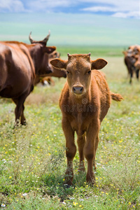 夏季草地上的小牛