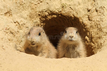 两只小草原狗从洞里向外张望图片