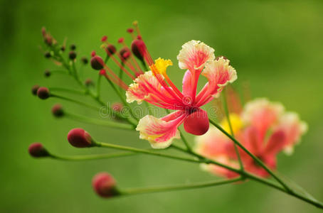 红色花朵图片 红色花朵素材 红色花朵插画 摄图新视界