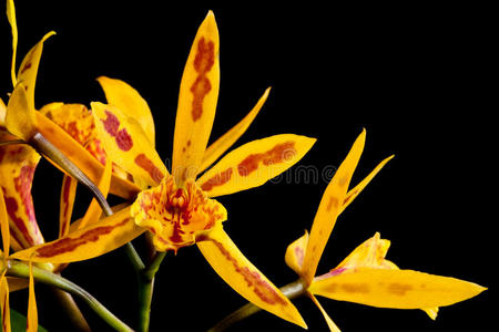 华灰聚花过路黄图片