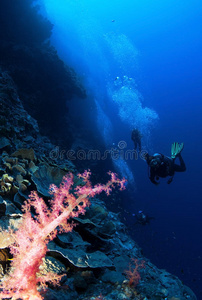粉红色软珊瑚和水肺潜水员