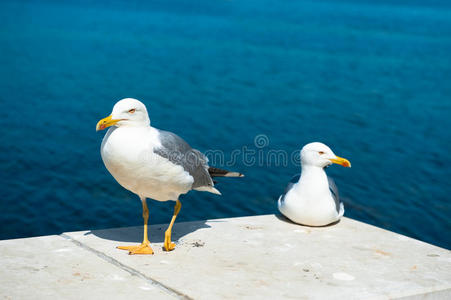 两只白海鸥