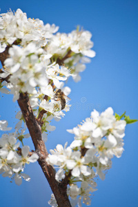 蜜蜂和苹果树