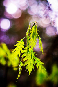 野生植物