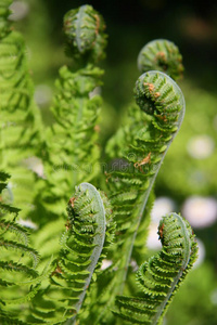 蕨类植物叶子