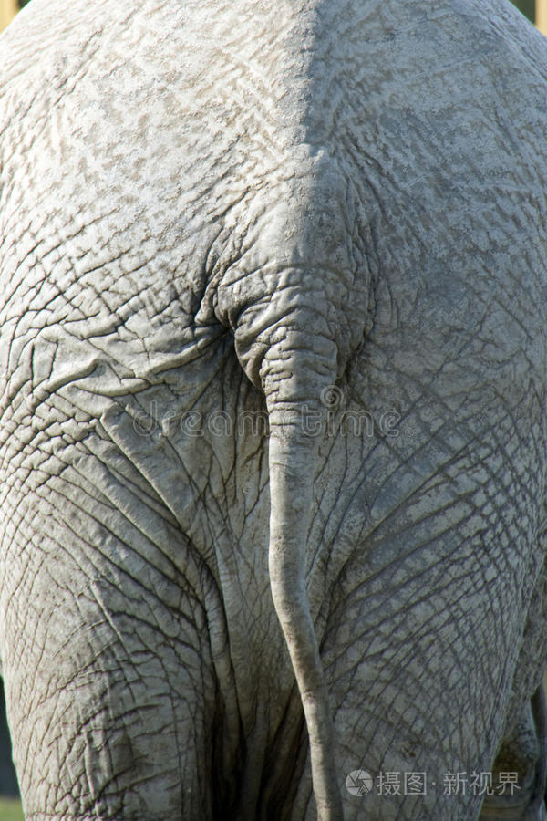 大象的尾巴照片-正版商用图片0jhvs3-摄图新视界