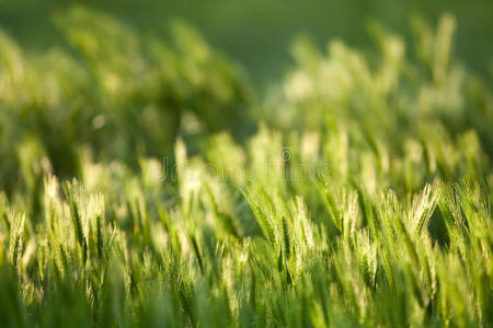 大麦地上的阳光