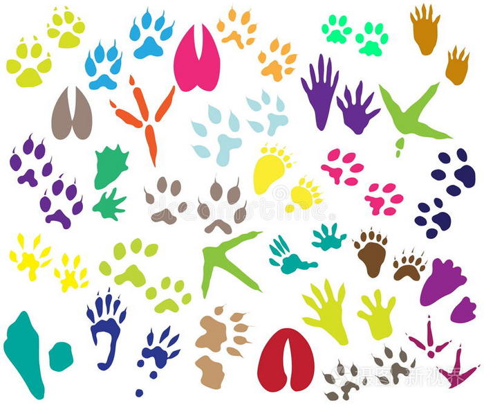 收集动物和鸟类的足迹