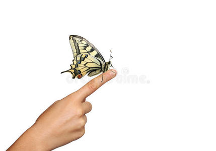 手抓蝴蝶照片
