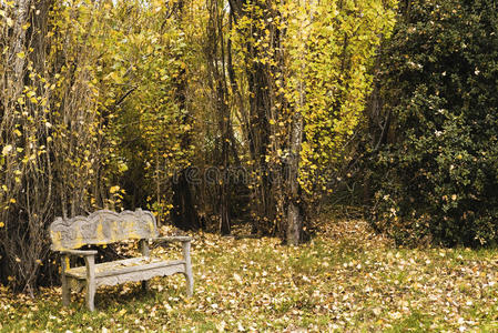 秋天在一片寂静的树林里坐着图片