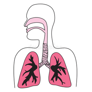 吸气 身体 空气 人类 绘画 细支气管 胸部 涂鸦 插图