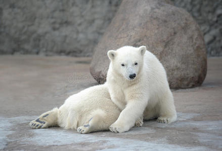 两只漂亮的北极熊