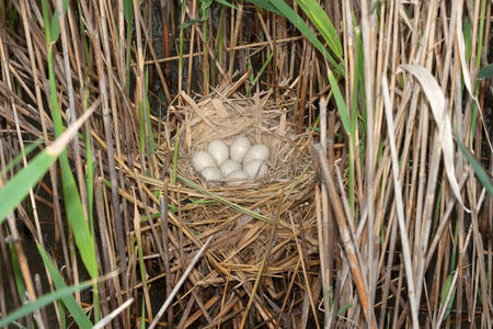 带蛋的乌鸦巢