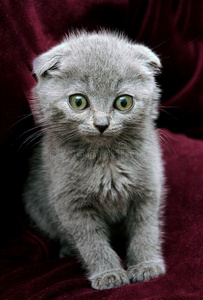 灰色英国小猫