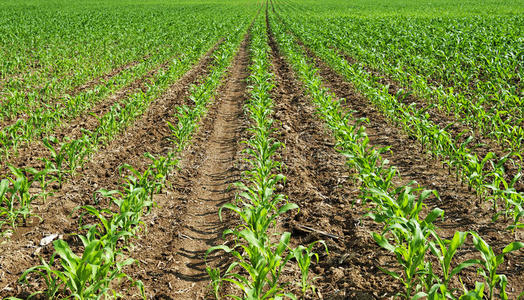 玉米白化苗图片