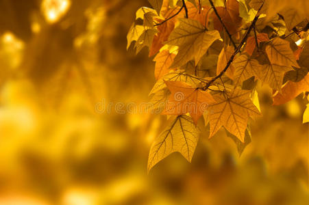 秋叶背景图片 秋叶背景素材 秋叶背景插画 摄图新视界