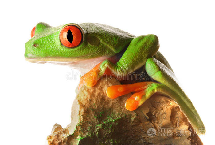 红眼树蛙