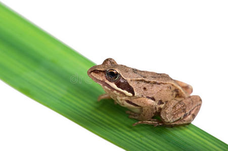 坐在绿叶上的灰青蛙照片
