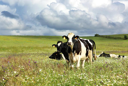田野里的奶牛。