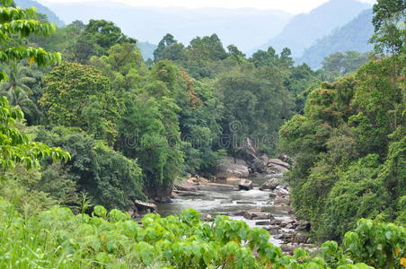丛林中的河流图片