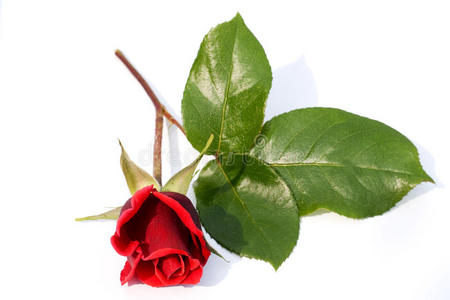 单朵红玫瑰花蕾美丽的单朵粉红色玫瑰单朵红玫瑰苹果和画布上朵风干的