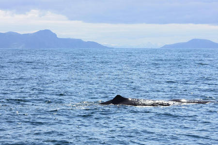 峡湾 驼背 妈妈 鲸目动物 死亡 美丽的 潜水 沉思 环境